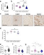 ESRRA Antibody in Immunohistochemistry (Paraffin) (IHC (P))