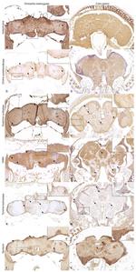 Glutamine Synthetase Antibody in Immunohistochemistry (Paraffin) (IHC (P))
