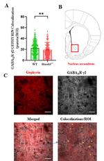 Gephyrin Antibody in Immunohistochemistry (Frozen) (IHC (F))