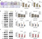 XIAP Antibody in Western Blot (WB)