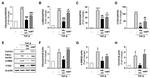 COL1A1 Antibody in Western Blot (WB)
