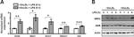 GSR Antibody in Western Blot (WB)