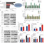ZNF37A Antibody in Western Blot (WB)