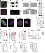 STARD7 Antibody in Western Blot (WB)