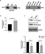 MSI2 Antibody in Western Blot (WB)