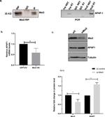 MSI2 Antibody in Western Blot (WB)