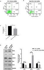 MSI2 Antibody in Western Blot (WB)