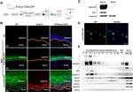 TSG101 Antibody in Western Blot (WB)