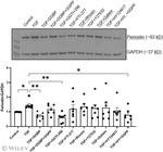 Periostin Antibody in Western Blot (WB)