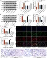 mTOR Antibody in Western Blot (WB)
