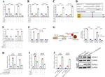 DEPDC1 Antibody in Western Blot (WB)