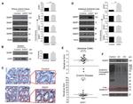 SENP7 Antibody in Western Blot (WB)
