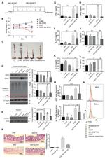 SENP7 Antibody in Western Blot (WB)