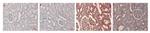 PTX3 Antibody in Immunohistochemistry (Paraffin) (IHC (P))