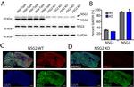 NSG1 Antibody in Immunohistochemistry (PFA fixed) (IHC (PFA))