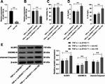 Caspase 1 (Cleaved Asp210) Antibody in Western Blot (WB)