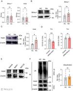 ZNF683 Antibody in Western Blot (WB)