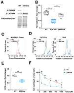 SLC25A38 Antibody in Western Blot (WB)