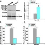 SLC9A9 Antibody in Western Blot (WB)