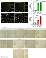 GPNMB Antibody in Immunohistochemistry - Free Floating (IHC (Free))