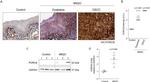 PORCN Antibody in Western Blot, Immunohistochemistry (Paraffin) (WB, IHC (P))