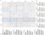 ANKH Antibody in Immunohistochemistry (Paraffin) (IHC (P))