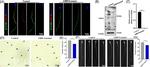 LRRC6 Antibody in Western Blot (WB)