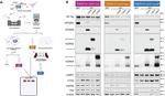 Cathepsin Z Antibody in Western Blot (WB)