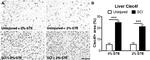 CLEC4F Antibody in Immunohistochemistry (Frozen) (IHC (F))