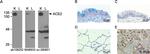 ACE2 Antibody in Immunohistochemistry (Frozen) (IHC (F))