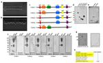 FCGRT Antibody in Western Blot (WB)