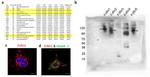 FCGRT Antibody in Western Blot (WB)