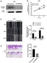 TMEM160 Antibody in Western Blot (WB)