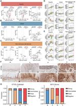 DTX3L Antibody in Immunohistochemistry (Paraffin) (IHC (P))