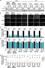 RHOT2 Antibody in Western Blot (WB)