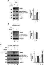 Spastin Antibody in Western Blot (WB)