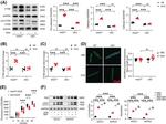 HINT2 Antibody in Western Blot (WB)