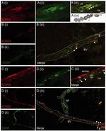 KCNQ5 Polyclonal Antibody
