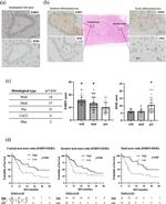 ESRP1 Antibody in Immunohistochemistry (PFA fixed) (IHC (PFA))