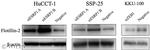 ESRP1 Antibody in Western Blot (WB)