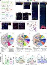 BRUNOL4 Antibody in Immunohistochemistry - Free Floating (IHC (Free))
