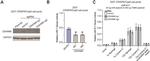 ZSWIM8 Antibody in Western Blot (WB)