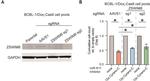 ZSWIM8 Antibody in Western Blot (WB)