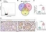 ZBTB14 Antibody in Immunohistochemistry (Paraffin) (IHC (P))