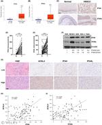 IFI44 Antibody in Immunohistochemistry (Paraffin) (IHC (P))