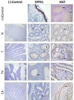 EPPK1 Antibody in Immunohistochemistry (Paraffin) (IHC (P))