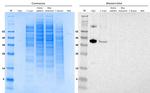 DNAJA4 Antibody in Western Blot (WB)
