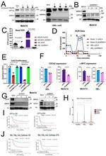 ARMH1 Antibody in Western Blot (WB)