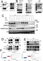 ARMH1 Antibody in Western Blot (WB)