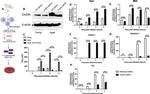 CH25H Antibody in Western Blot (WB)